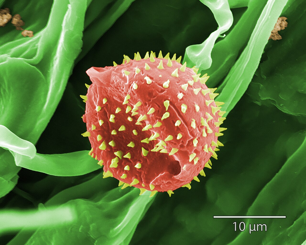 Unknown polled on mugwort, found at LUT Green Campus. SEM (Scanning Electron Microscope) image, taken in LUT (Lappeenranta University of Technology). 