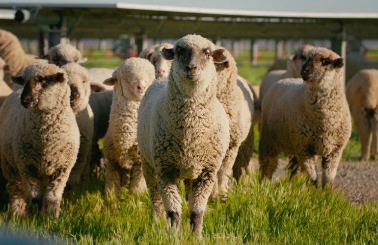 Solar Grazing Boosts Farm Sustainability with Renewable Energy